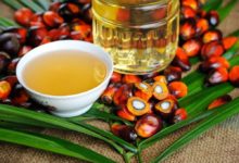 L’Italia promuove la produzione di olio di palma ‘certificato’ sostenibile